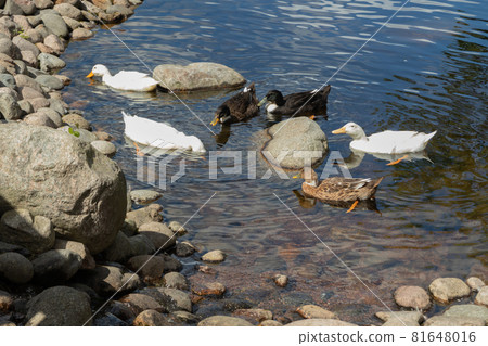 Three types of ducks walk by the pond. White, black, brown duck 81648016