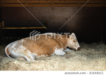 Cow lie on the floor of the barn at farm Cow lie on the floor of the barn at farm 81648021