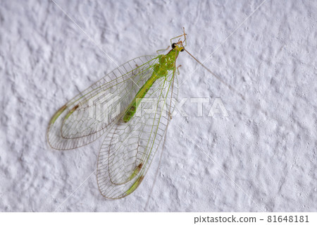 Adult Typical Green Lacewing 81648181