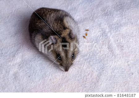 Campbell dwarf hamster Campbell dwarf hamster 81648187