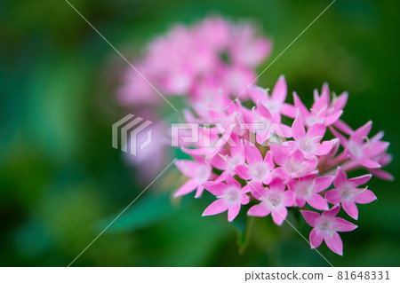 粉紅色的pentas 81648331