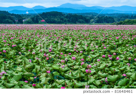 宮城縣栗原市伊豆沼盛開的蓮花 宮城縣栗原市伊豆沼盛開的蓮花 81648461