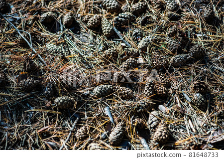 Summer natural background with fir tree 81648733