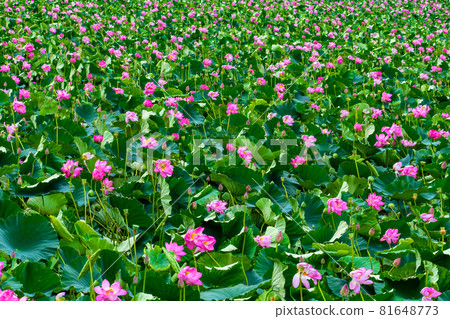 宮城縣栗原市伊豆沼盛開的花 宮城縣栗原市伊豆沼盛開的花 81648773