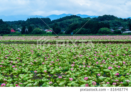 宮城縣栗原市伊豆沼盛開的蓮花 宮城縣栗原市伊豆沼盛開的蓮花 81648774