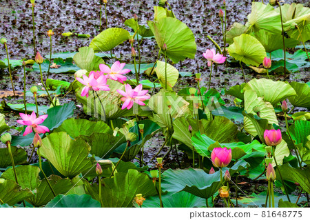 Hasu flowers blooming in Izunuma, Kurihara City, Miyagi Prefecture Hasu flowers blooming in Izunuma, Kurihara City, Miyagi Prefecture 81648775