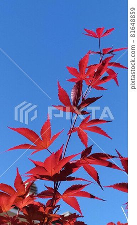 Maple Tree Red Leaves In Autumn blue Background 81648859