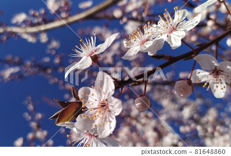Cherry blossom flowers, genus Prunus or Prunus Cerasus Cherry blossom flowers, genus Prunus or Prunus Cerasus 81648860