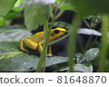 A yellow frog standing quietly in the grass 81648870