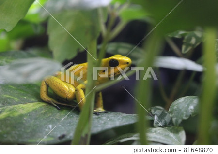 A yellow frog standing quietly in the grass A yellow frog standing quietly in the grass 81648870