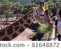 Interacting with giraffes at the zoo 81648872