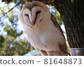 Barn owl perched on a tree 81648873