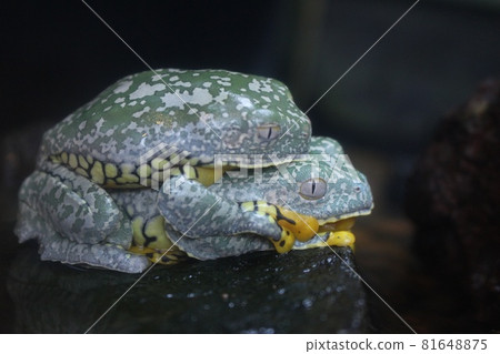 Overlapping Frogs 81648875