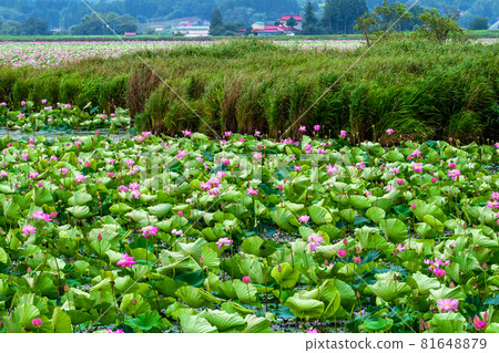 宮城縣栗原市伊豆沼盛開的蓮花 81648879