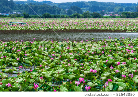 Hasu flowers blooming all over Izunuma, Kurihara City, Miyagi Prefecture Hasu flowers blooming all over Izunuma, Kurihara City, Miyagi Prefecture 81648880
