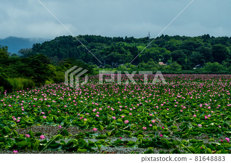 宮城縣栗原市伊豆沼盛開的蓮花 宮城縣栗原市伊豆沼盛開的蓮花 81648883