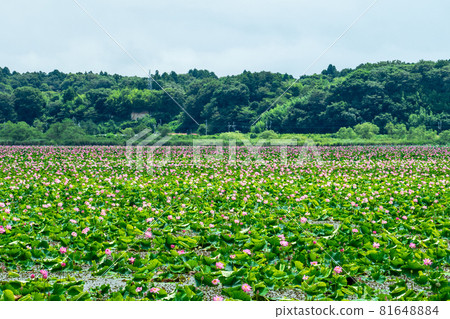 Hasu flowers blooming all over Izunuma, Kurihara City, Miyagi Prefecture Hasu flowers blooming all over Izunuma, Kurihara City, Miyagi Prefecture 81648884