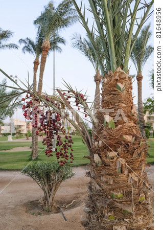Ripe dates on a date palm. The fruit in the wild. Ripe dates on a date palm. The fruit in the wild. 81648956