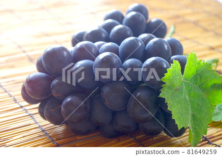 Nagano Purple Nagano Purple 81649259