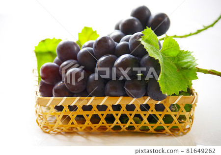 Nagano Purple 81649262