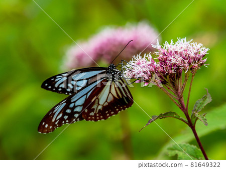 Zao Chuo Kogen, Asagi Madara, which sucks the buds 81649322