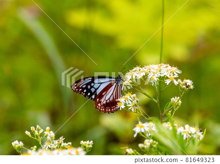 Chestnut tiger sucking sesame seeds on the Zao Chuo Plateau 81649323