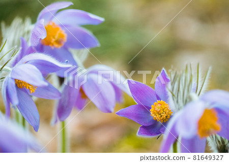 Beautiful Wild Spring Flowers Pulsatilla Patens. Flowering Blooming Plant In Family Ranunculaceae, Native To Europe, Russia, Mongolia, China, Canada And United States 81649327