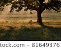 Orange-hued morning in the forest 81649376
