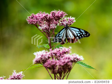 Zao Chuo Kogen, Asagi Madara, which sucks the buds 81649459