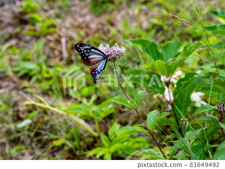 Zao Chuo Kogen，Asagi Madara，吮吸芽 81649492