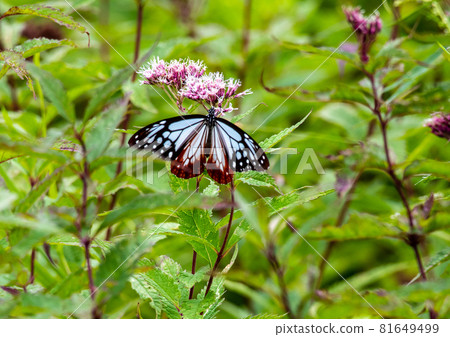 Zao Chuo Kogen,Asagi Madara,吮吸芽 Zao Chuo Kogen,Asagi Madara,吮吸芽 81649499