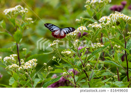 Chestnut tiger sucking sesame seeds on the Zao Chuo Plateau 81649608