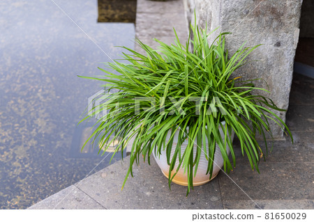 Stone house and houseplants 81650029