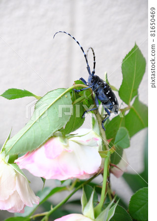 A long-horned beetle climbs to the top of a rose A long-horned beetle climbs to the top of a rose 81650469