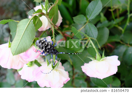 A long-horned beetle wandering among roses 81650470