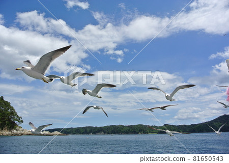 岩手縣宮古市陸中海岸國立公園淨土濱海上休閒海鷗餵食 岩手縣宮古市陸中海岸國立公園淨土濱海上休閒海鷗餵食 81650543