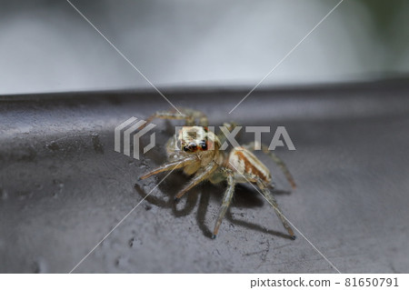 Denitz Huetri 81650791