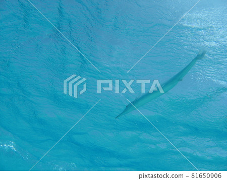 塞班島海面上游動的針魚 塞班島海面上游動的針魚 81650906