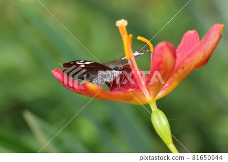Black laurel and giant skipper butterfly 81650944