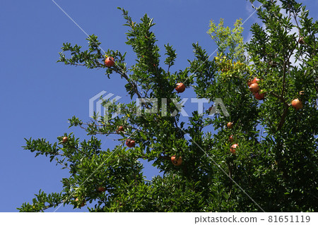 Pomegranate tree with orange fruits against blue sky 81651119
