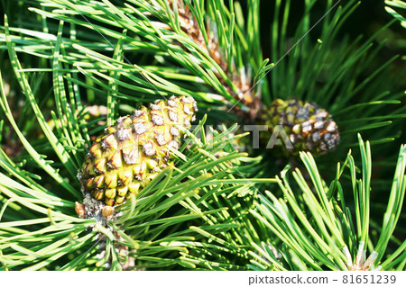 Pine leaf and pine cone 81651239