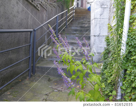 Jeongneunggol. Autumn. Alley. Sky. Residential area 81652035