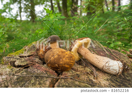 Yamadoritake moodki 81652216