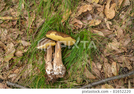 菇採 菇採 81652220