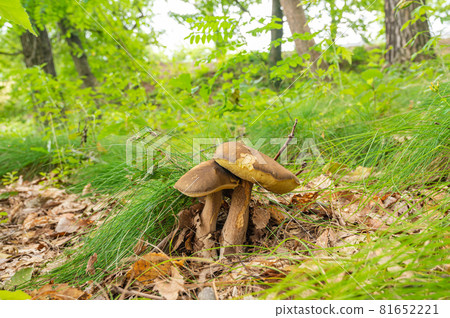 菇採 81652221