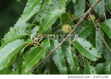 Oak acorns, still green Oak acorns, still green 81652288