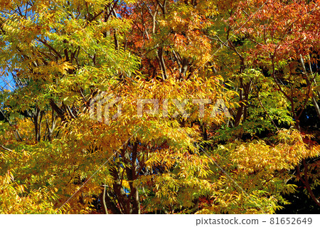 Autumn leaves in the woods at Shiki no Mori Park Autumn leaves in the woods at Shiki no Mori Park 81652649