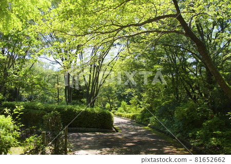 北山植物園風景(兵庫縣西宮市) 北山植物園風景(兵庫縣西宮市) 81652662