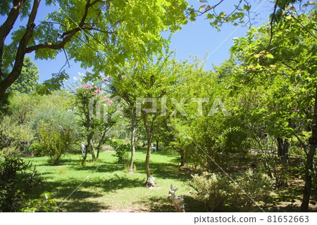北山植物園風景（兵庫縣西宮市） 81652663