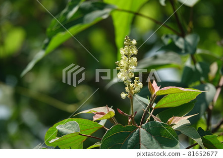 紅豆樹花 紅豆樹花 81652677
